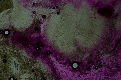 Pleurotus cystidiosus