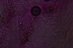 Pleurotus cystidiosus