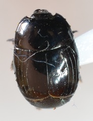 Margarinotus