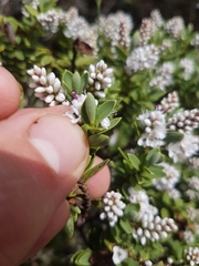 Veronica topiaria