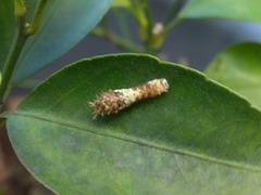 Papilio demoleus malayanus