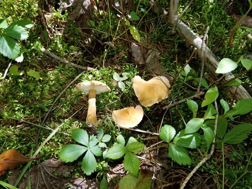 Cystodermella adnatifolia image
