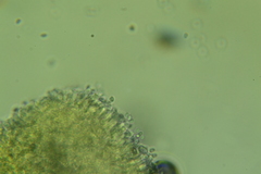 Cystodermella adnatifolia image