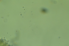 Cystodermella adnatifolia image