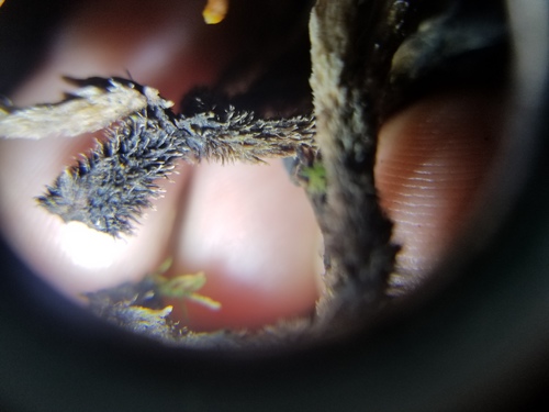 Thelephora scissilis image