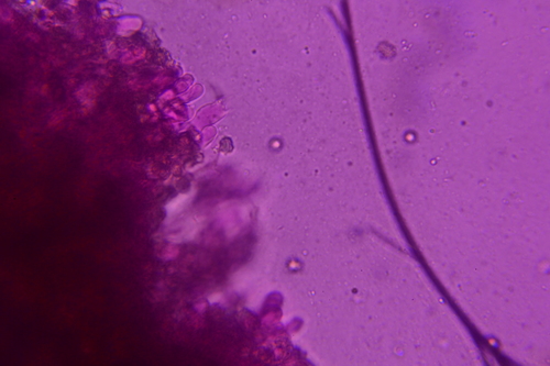 Thelephora scissilis image