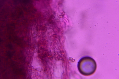 Thelephora anthocephala