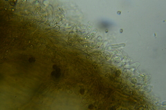 Thelephora anthocephala