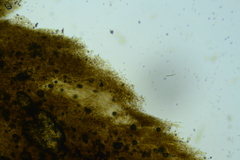 Thelephora anthocephala