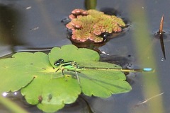 Ischnura chingaza