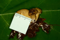 Pseudoboletus parasiticus image