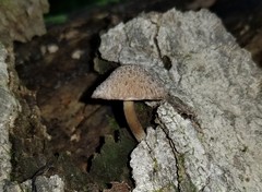 Cystoagaricus hirtosquamulosus