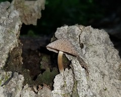 Cystoagaricus hirtosquamulosus
