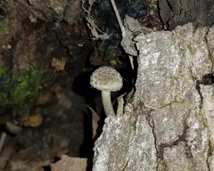 Image of Cystoagaricus hirtosquamulosus