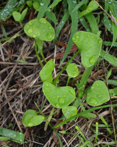 Miner's Lettuce* seedling