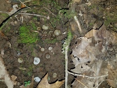 Hypomyces stephanomatis