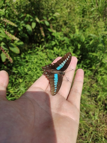 Common Bluebottle