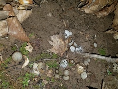 Hypomyces stephanomatis