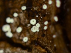 Flagelloscypha minutissima