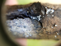 Flagelloscypha minutissima