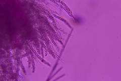 Flagelloscypha minutissima