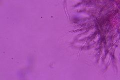 Flagelloscypha minutissima