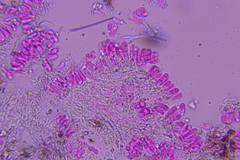 Flagelloscypha minutissima