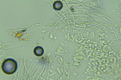 Flagelloscypha minutissima