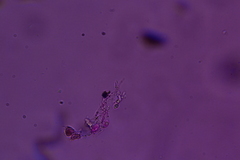 Flagelloscypha minutissima