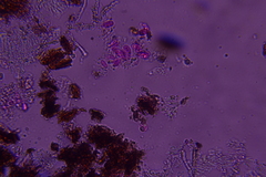 Flagelloscypha minutissima