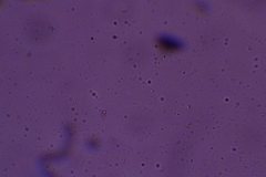 Flagelloscypha minutissima