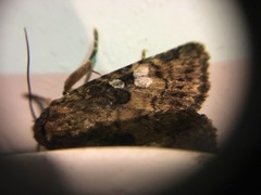 Feliniopsis indistans