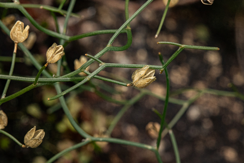 Drimia intricata image