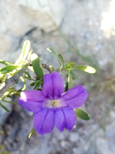 Ruellia latisepala