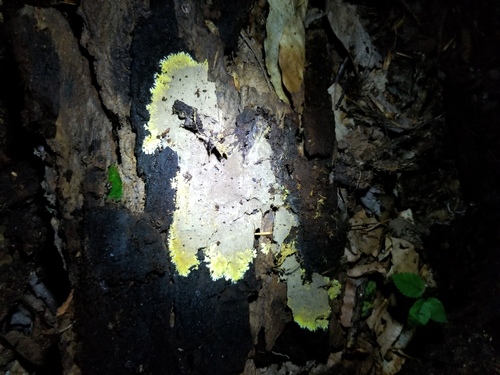 Xenasmatella vaga image