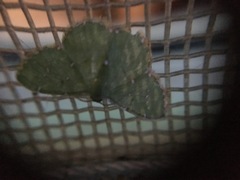 Argyrocosma inductaria