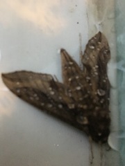 Hippotion velox