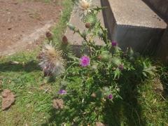 Cirsium vulgare image