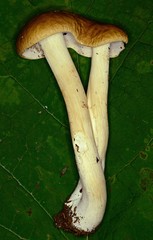 Boletus nobilis