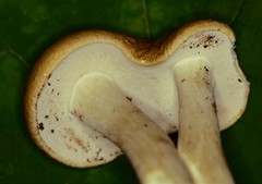 Boletus nobilis