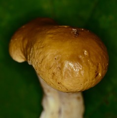 Boletus nobilis