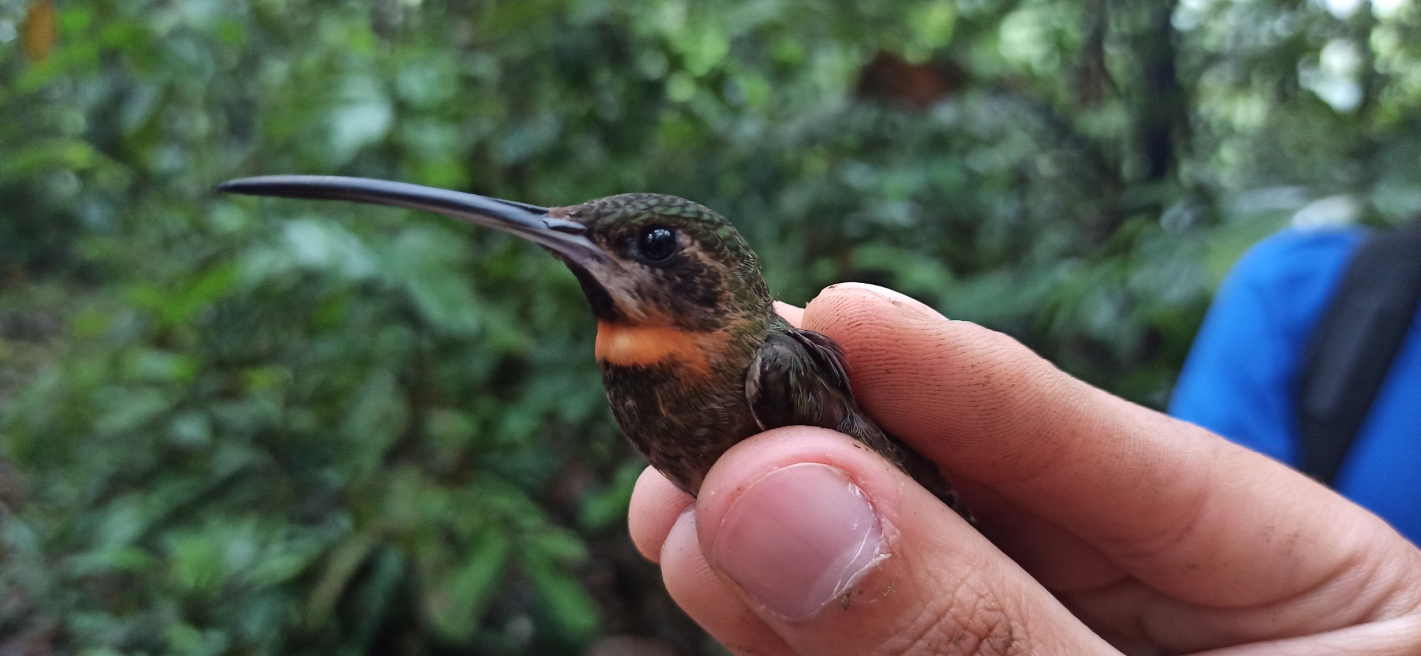 Pale-tailed Barbthroat (Threnetes leucurus), photo 6