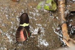 Heliconius clysonymus
