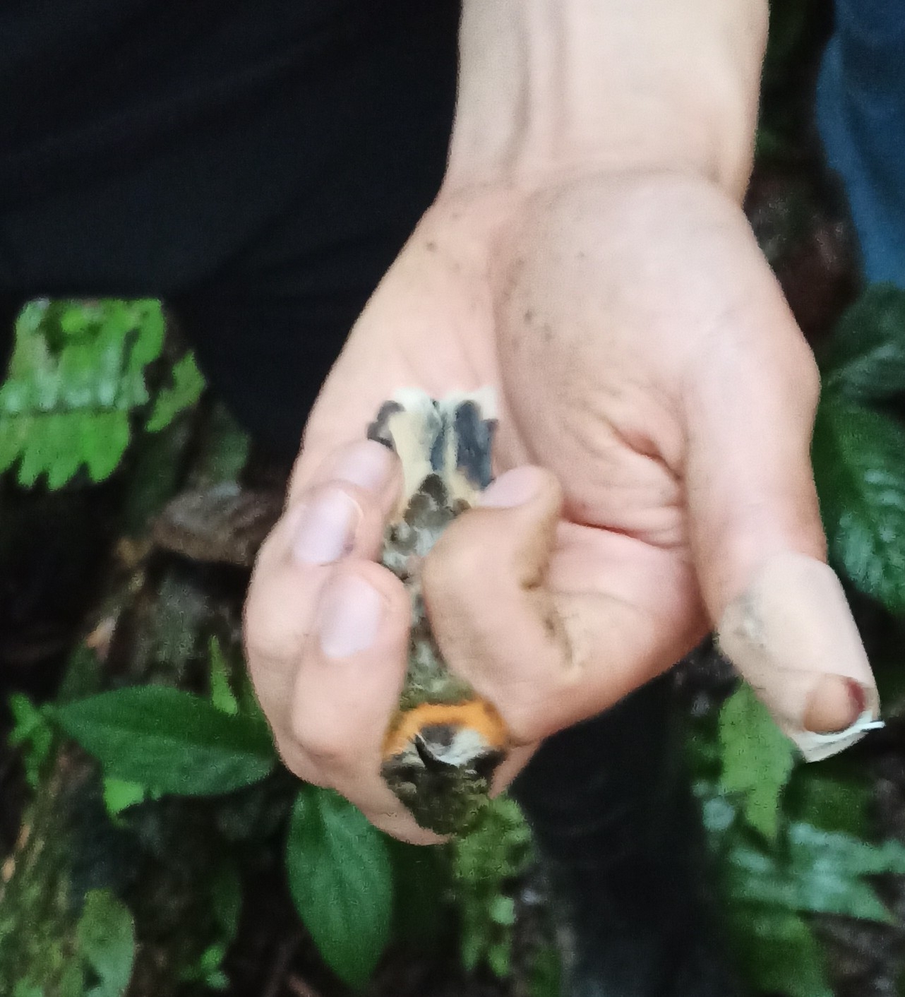 Pale-tailed Barbthroat (Threnetes leucurus), photo 7