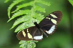 Heliconius cydno cydnides