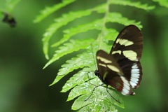 Heliconius cydno cydnides
