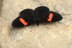 Castilia castilla