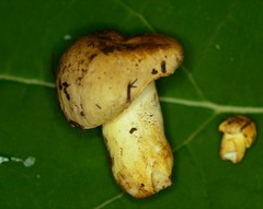 Russula pulverulenta