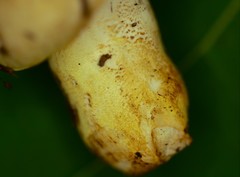 Russula pulverulenta