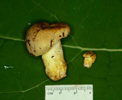 Russula pulverulenta